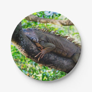 Prato De Papel Costa Rica, Muelle - Iguana preguiçosa descansand