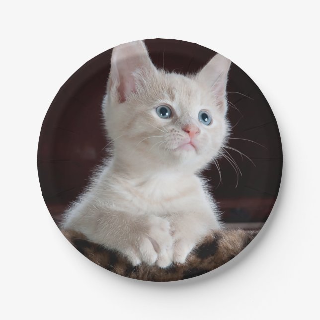 Prato De Papel Cristóvão Branco Vulnerável (Frente)