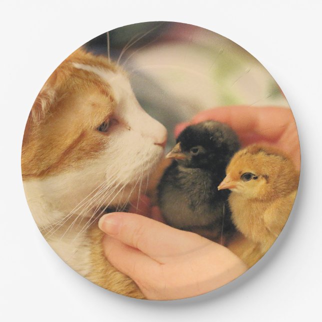 Prato De Papel Cuecas (Frente)