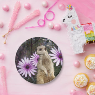 Prato De Papel Curioso Sangue: Meerkat Entre As Visitas Roxas
