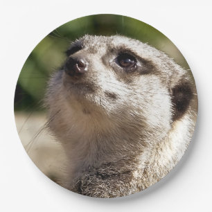 PRATO DE PAPEL CUTE MEERKAT