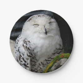 Prato De Papel Cute Snowy Owl