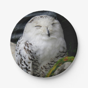 Prato De Papel Cute Snowy Owl