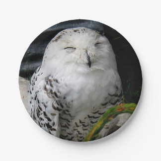 Prato De Papel Cute Snowy Owl