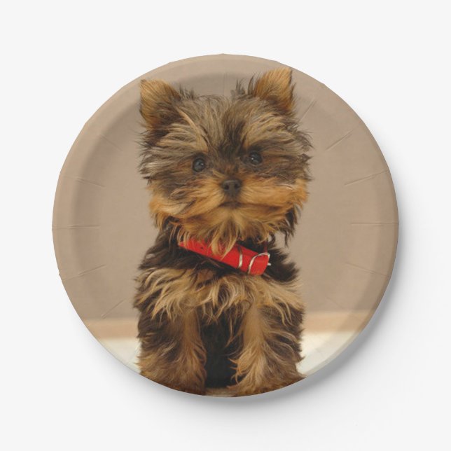 Prato De Papel Cute Yorkshire Terrier (Frente)