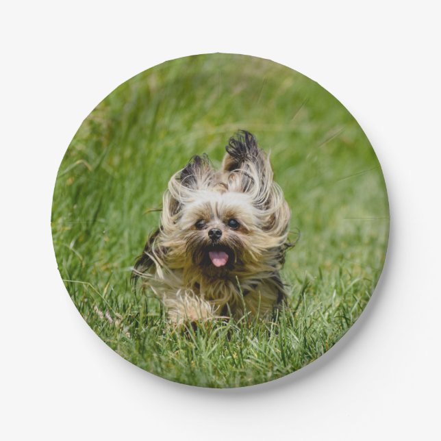 Prato De Papel Cute Yorkshire Terrier Running Through Grass (Frente)