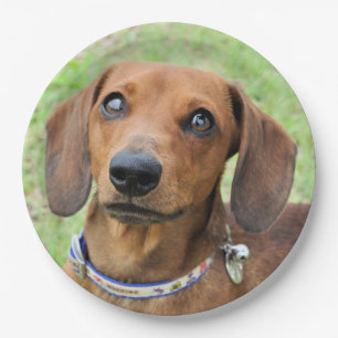 Prato De Papel Dachshund