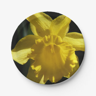 Prato De Papel Daffodil perfeito