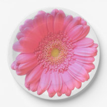 Daisy gerbera rosa
