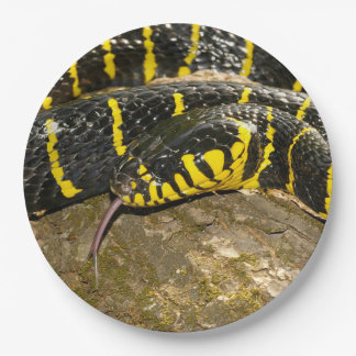 Prato De Papel Dendrophila de Boiga ou cobra dos manguezais
