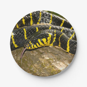 Prato De Papel Dendrophila de Boiga ou cobra dos manguezais