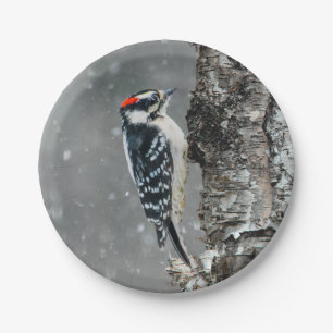 Prato De Papel Downy Woodpecker em Neve - Foto Original