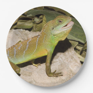 Prato De Papel Dragão de água chinês para amantes do lagarto