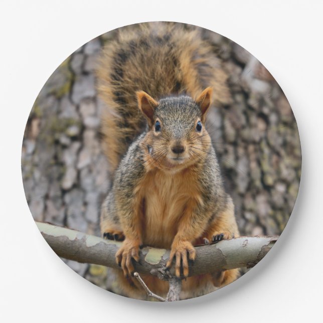 Prato De Papel Escada de raposa (Frente)