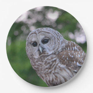 Prato De Papel Espírito Da Coruja