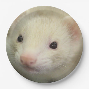 Prato De Papel Face de Ferret