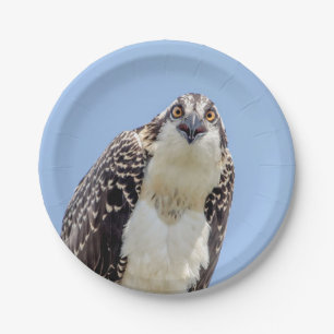 Prato De Papel Fechamento de um Osprey Juvenil