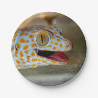 Feche acima do retrato do geco de Tokay em TulaZoo