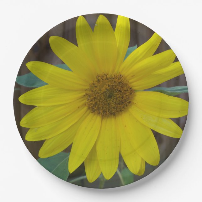 Prato De Papel Feche o girassol amarelo numa (Frente)