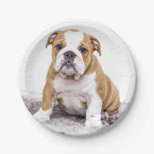 Prato De Papel Filhote de Bulldog Fofo Sentado
