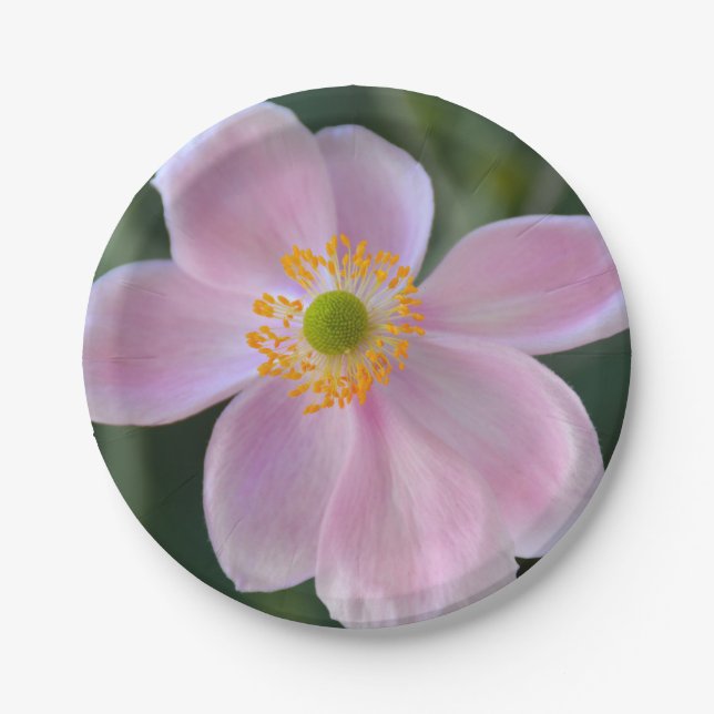 Prato De Papel Flor de anêmona rosa japonesa (Frente)