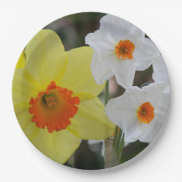 Prato De Papel Flor de Narciso na Primavera Floral