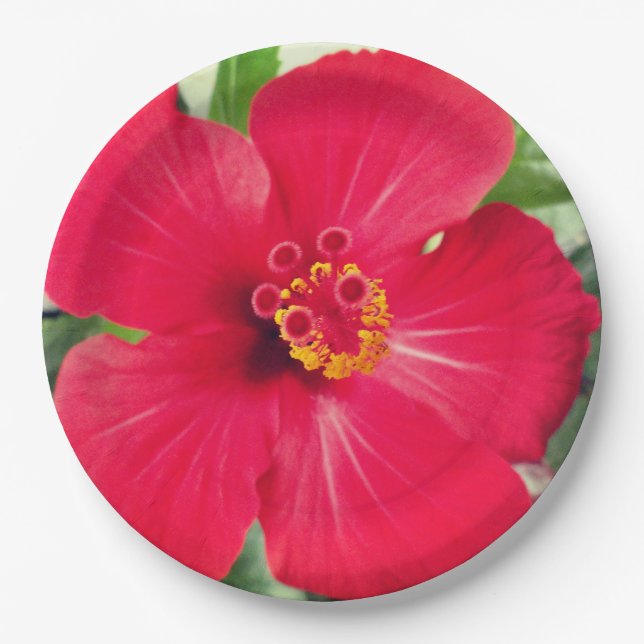 Prato De Papel Flor Vermelha de Hibisco Rosa-sinensis (Frente)