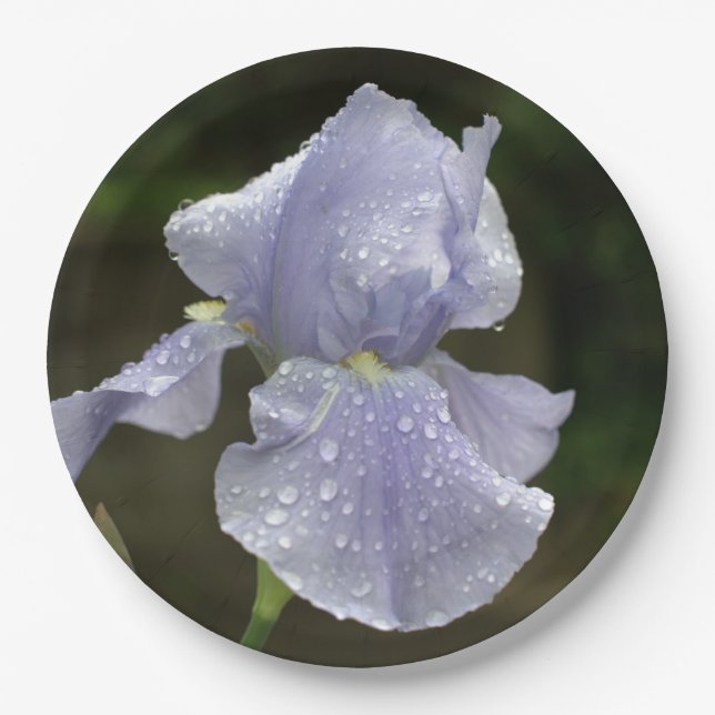 Prato De Papel Flores de Iris Periwinkle com gotas de chuva (Frente)