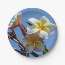 Flores Showy do Frangipani do Plumeria