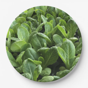 Prato De Papel Folhas de salada para amante de comida natural de 