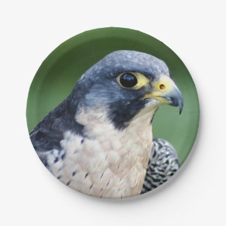 Prato De Papel Foto da cara do falcão de peregrino