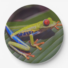 Prato De Papel Foto de Olho Vermelho sapo