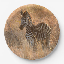 Prato De Papel Foto do dia de sol de Zebra