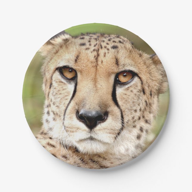 Prato De Papel Foto-guepard, placa de papel de gato. (Frente)
