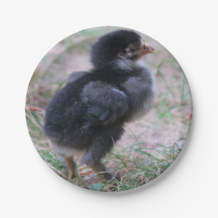 Prato De Papel frango, pintinhos, galinhas, pintinhos, animais, a