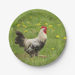Prato De Papel galinha, galo, animal, pássaro, fazenda, agricultu