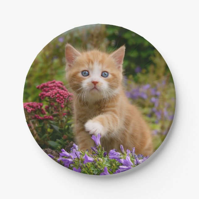 Prato De Papel Gatinho bonito do gengibre em um jardim (Frente)