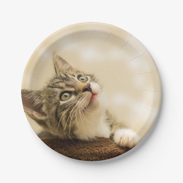 Prato De Papel Gatinho Fofo com uma Pata Estimulada (Frente)