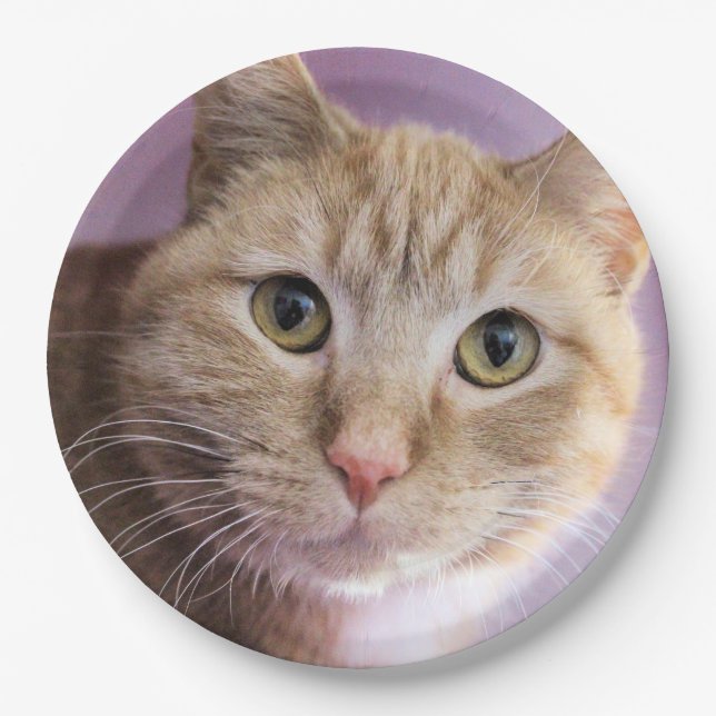 Prato De Papel Gato (Frente)
