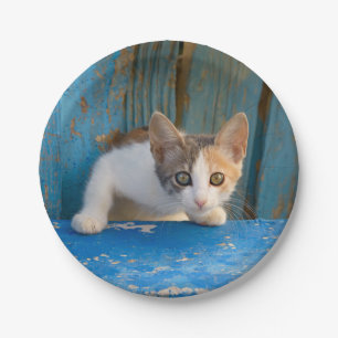 Prato De Papel Gato Calico Bonito Gatinho Engraçado Foto Curiosa