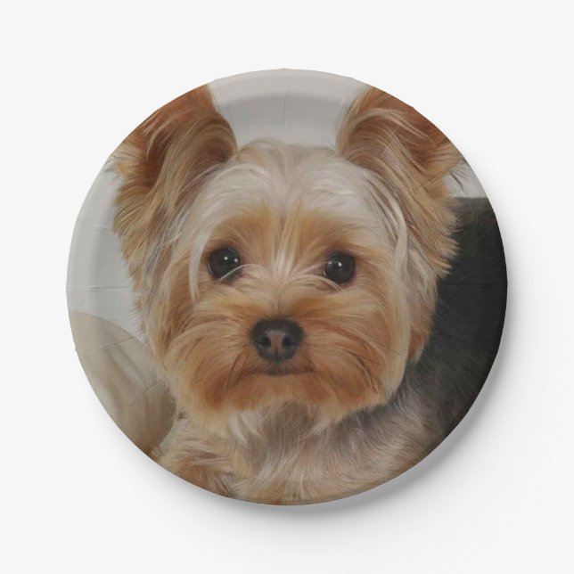 Prato De Papel Gorgeous Yorkshire Terrier (Frente)