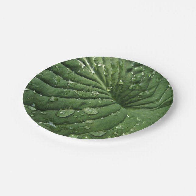 Prato De Papel Gotas de chuva na placa de papel Hosta Leaf 7 pole (Inclinado)