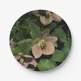 Prato De Papel Hellebore Rosa