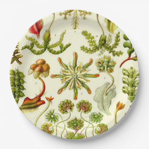 Prato De Papel Hepaticae de Ernst Haeckel