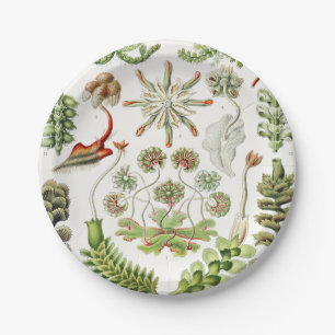 Prato De Papel Hepaticae Lebermoose por Ernst Haeckel