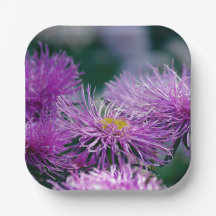 Histórias de Flores/Flor Aster