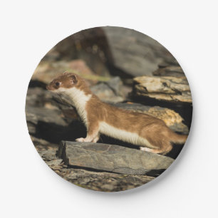 Prato De Papel Hunting Weasel