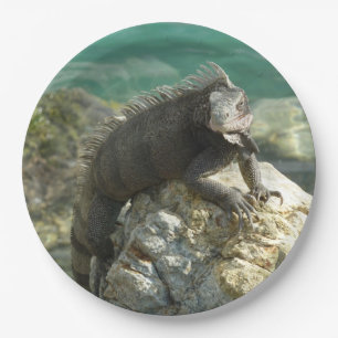Prato De Papel Iguana nas Rochas na Rua. Thomas