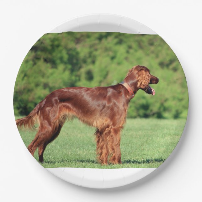 Prato De Papel irish-setter-full 2 (Frente)
