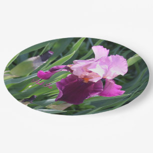 Prato De Papel Jardim de Magenta Iris, cor-de-rosa, beijado pelo